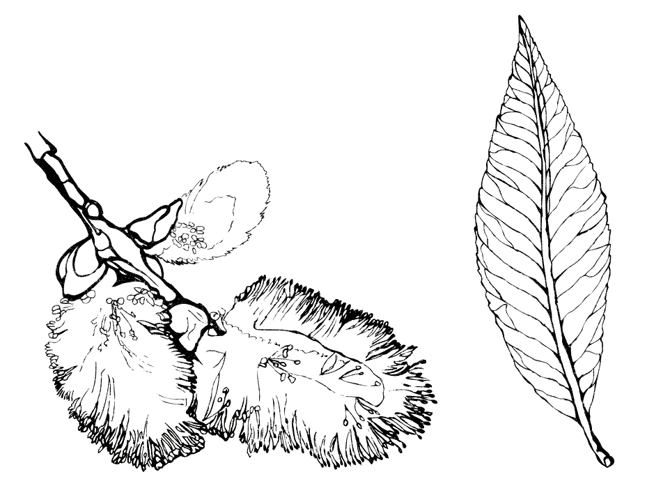 Kolorowanka Owoce z wierzby Kolorowanka Owoce z wierzby