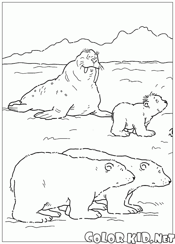 Walrus i niedźwiedzie