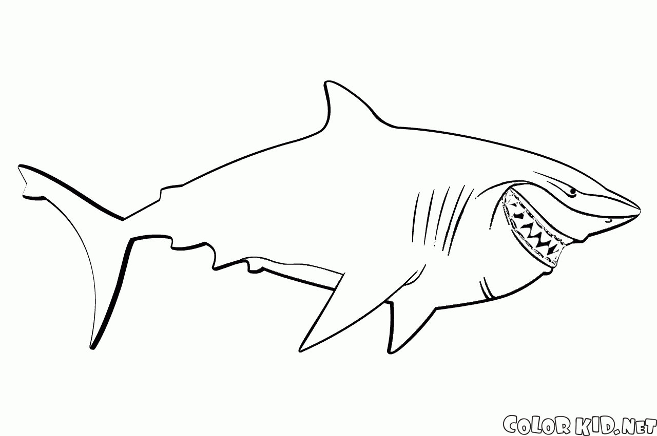 Bruce Shark