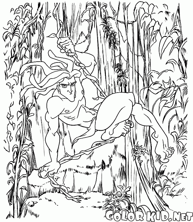 Tarzan na winorośli