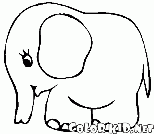 Mały słoń
