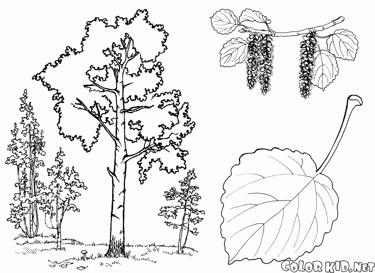 Aspen drzew