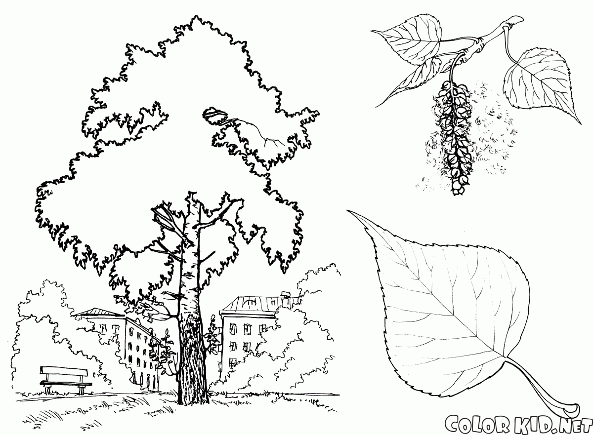 Topola Drzewo