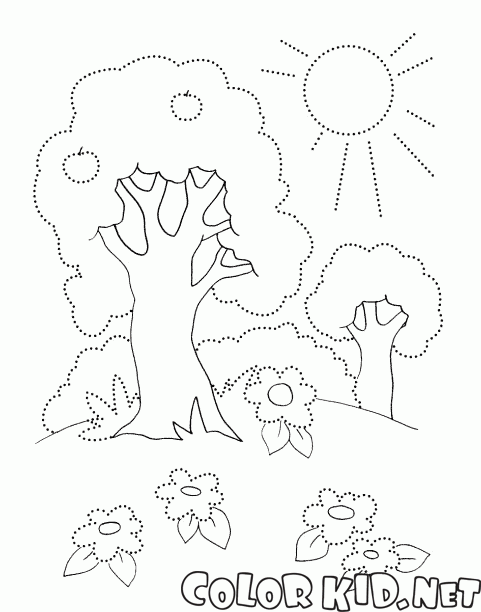 Drzewa w lecie