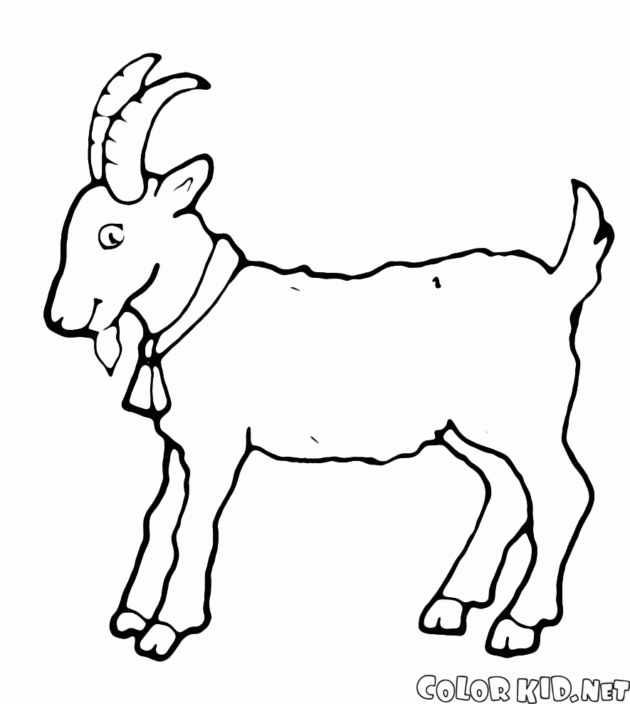 Koza - symbol roku