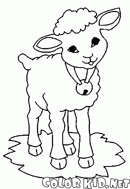 Owce z dzwonkiem