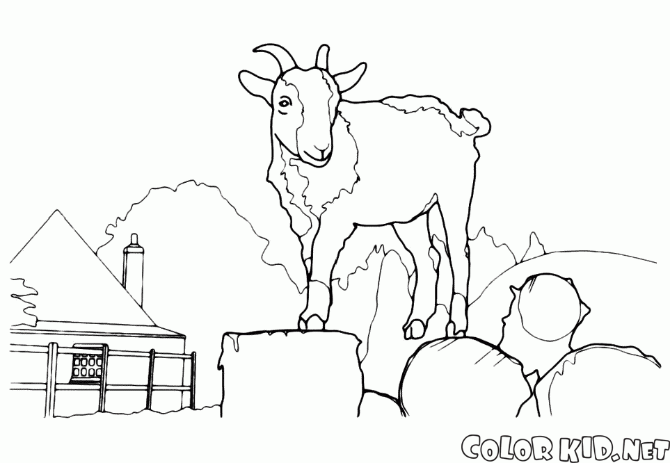 Giant kozy