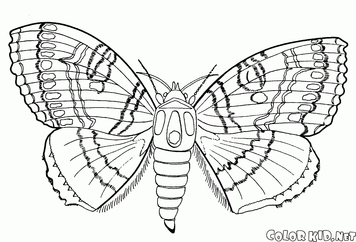 Motyl i lato