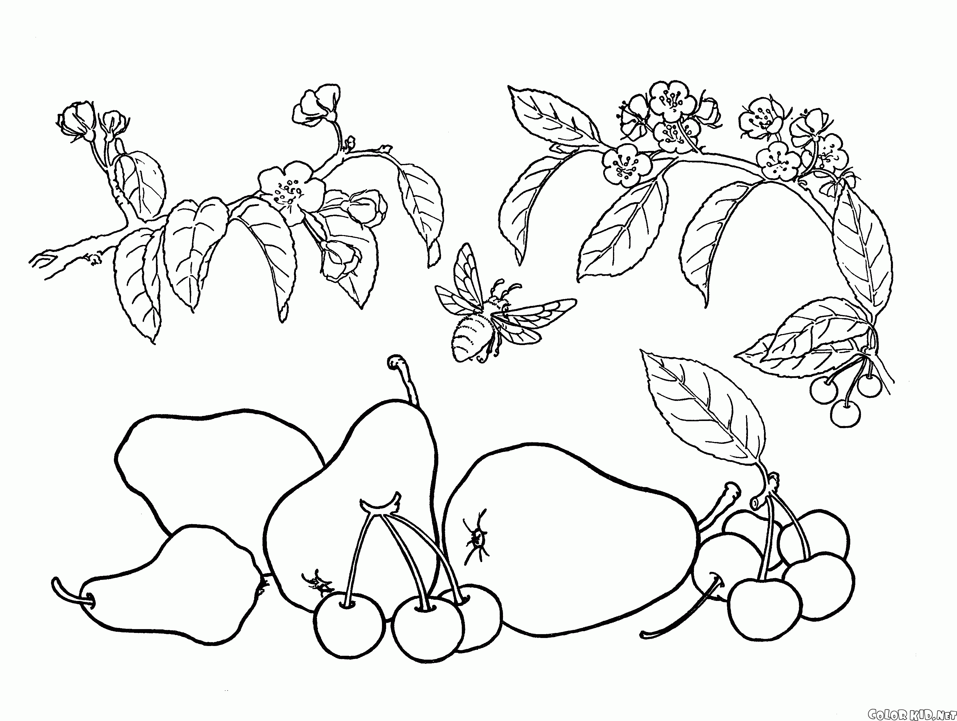 Gruszka i wiśni
