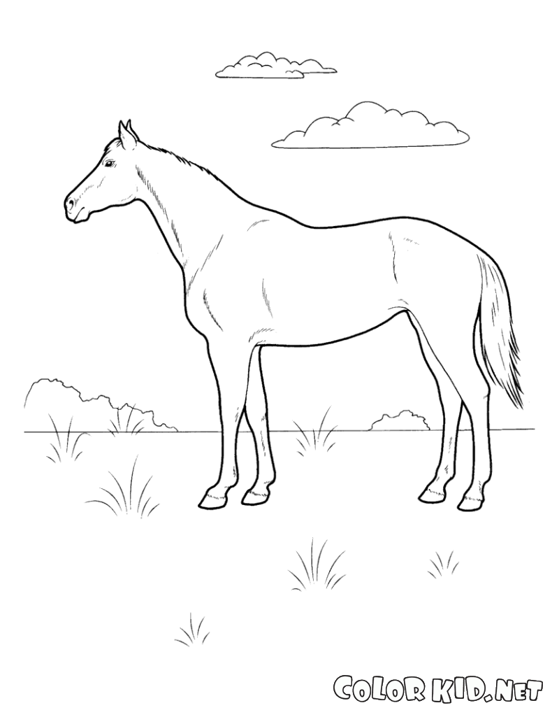 Koń na łące