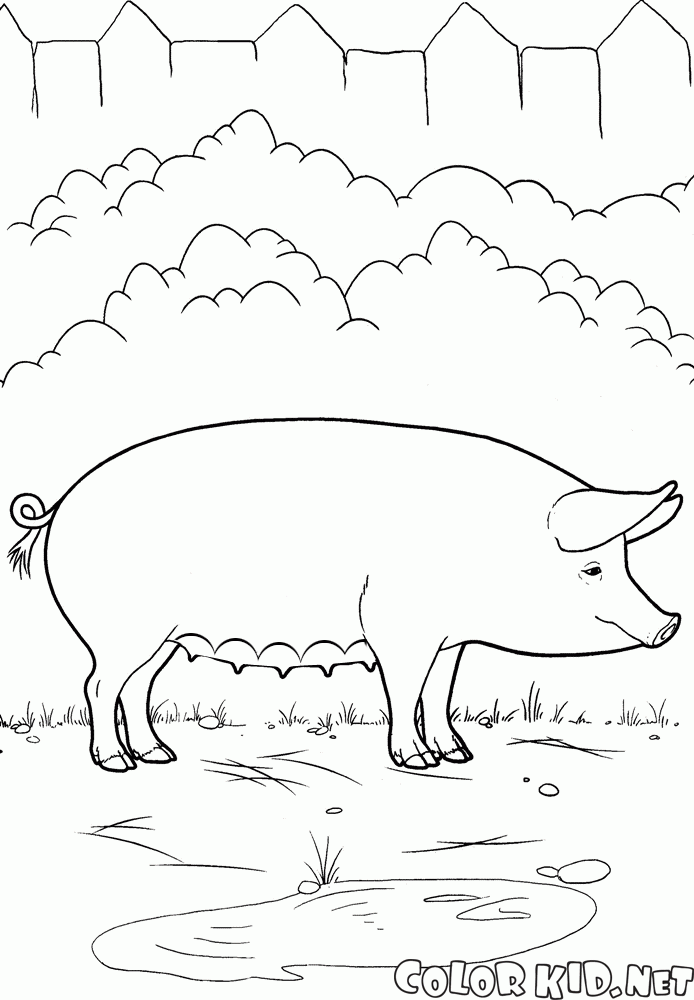 Pig on the Farm