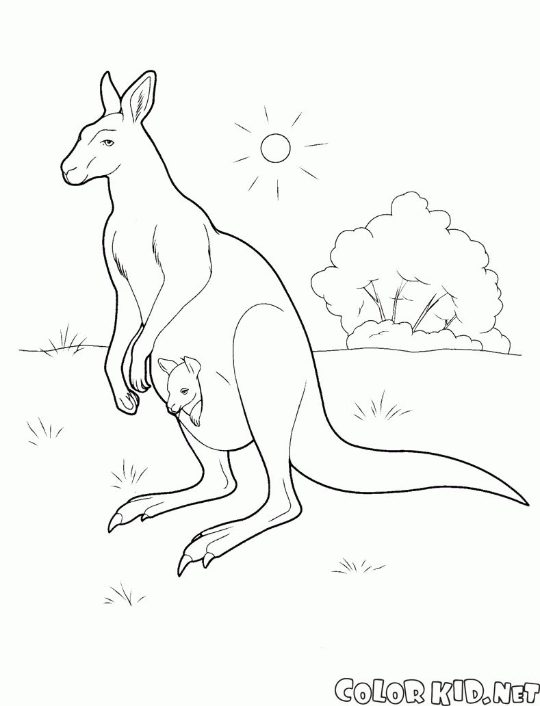 Kangur w Australii