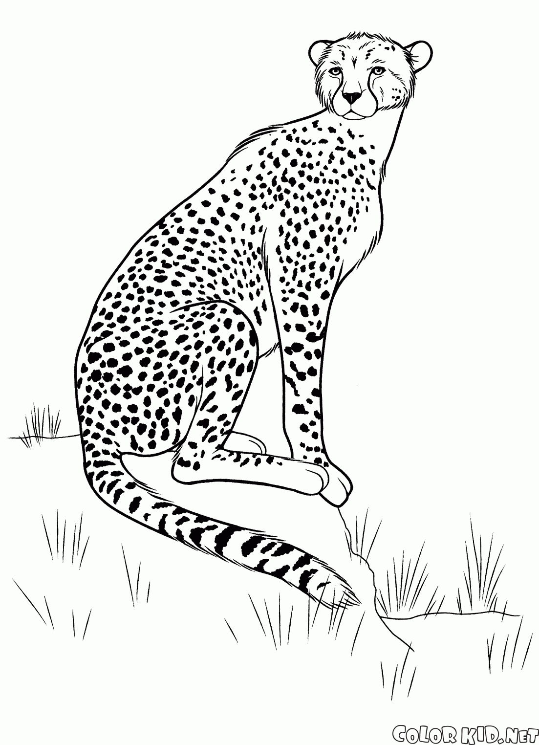 Cheetah na polowania