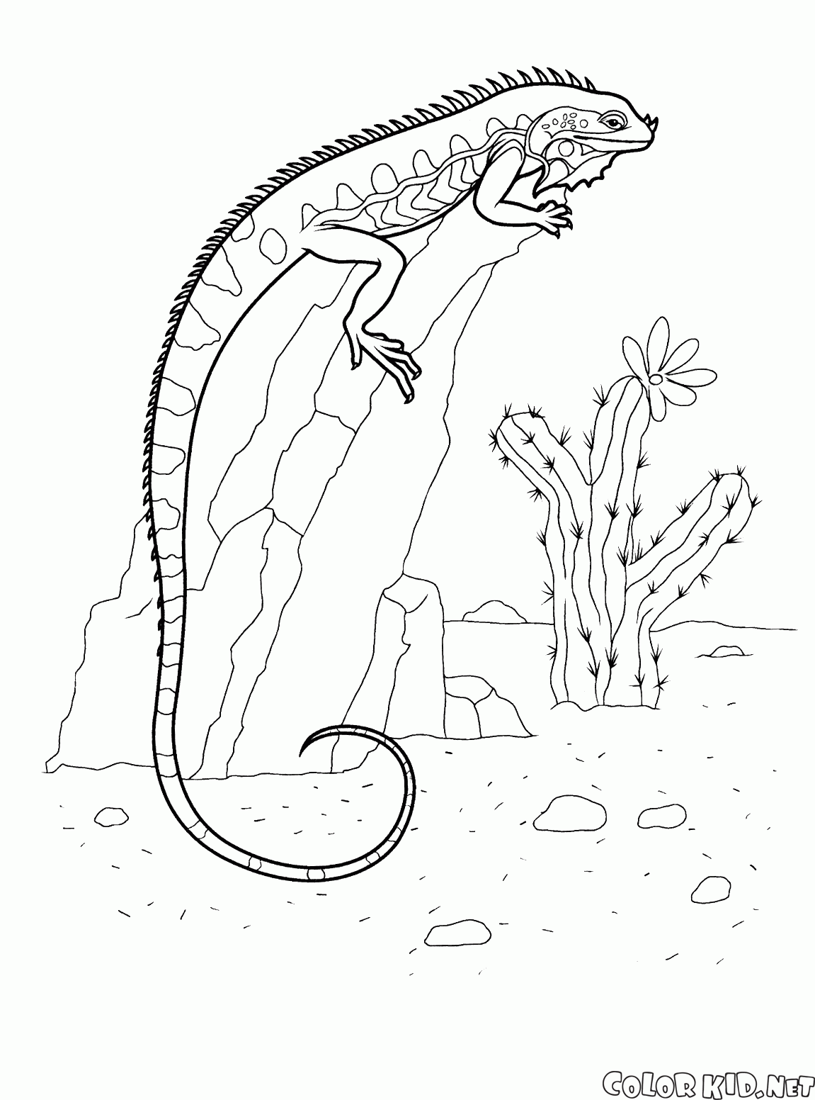 Iguana na skale