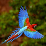 images