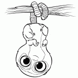 Gruszka Niedźwiedź