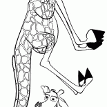 Melman się wygłupiać