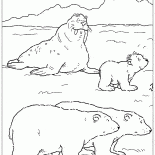 Walrus i niedźwiedzie
