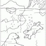 Niedźwiedź nurkowania