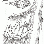 Latanie possum
