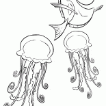Dori i meduzy