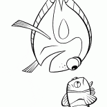 Ocean ryb