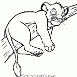 Simba na drzewie