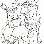 Łosie i niedźwiedzie