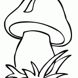 Grzyb