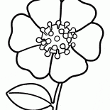Kwiat