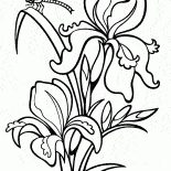 Irys