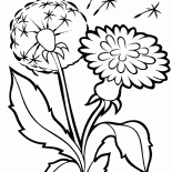 Taraxacum