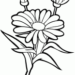 Orgia
