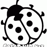 biedronka