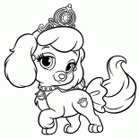 Puppy dyni
