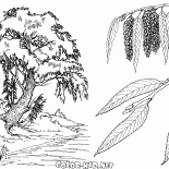 Wierzba