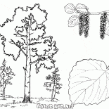 Aspen drzew