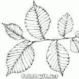 Elm liści
