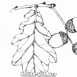 Owoce dębu