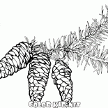 Świerk oddziałów z szyszek