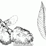 Owoce z wierzby