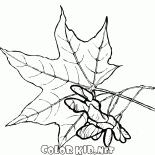 Liście klonu i nasiona