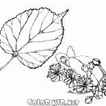 Limonki liści