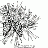 Sosna drzewa w rozkwicie