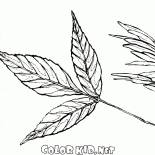 Liści i nasion popiołu