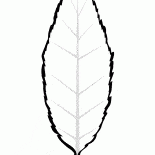 Liści wiśni