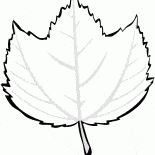 Paski Maple