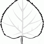 Liść lipy