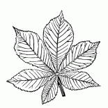 Liści kasztanowca