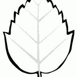 Liść